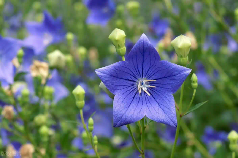 White farming techniques and acre revenues