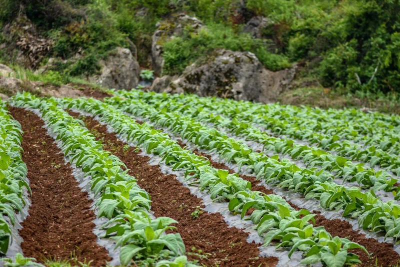 White farming techniques and acre revenues