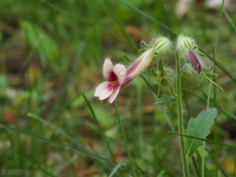 White farming techniques and acre revenues