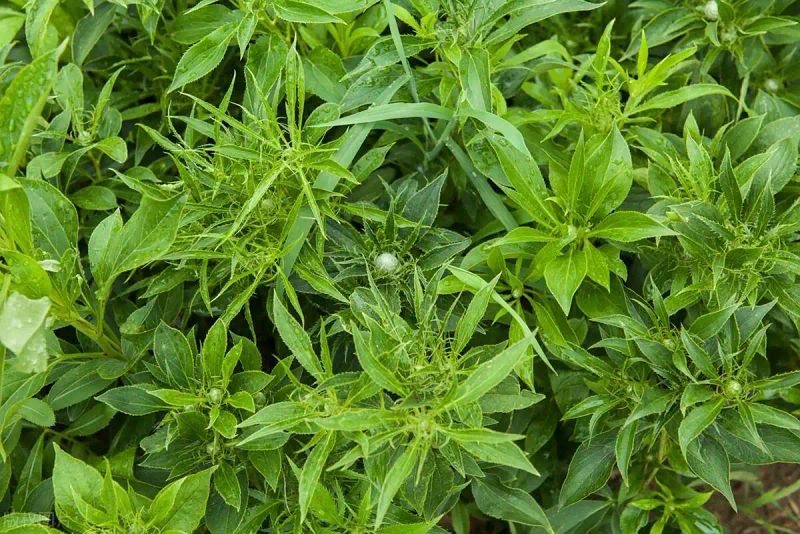 White farming techniques and acre revenues