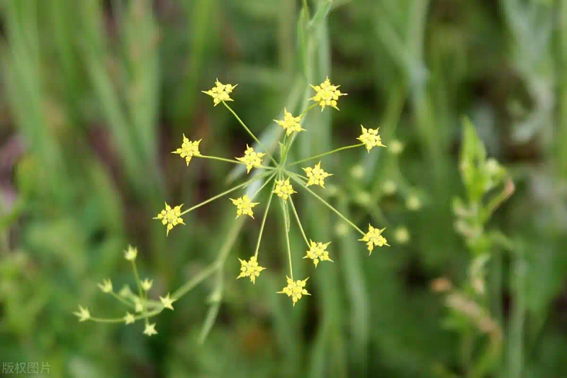 White farming techniques and acre revenues