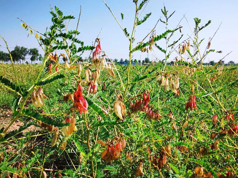 White farming techniques and acre revenues