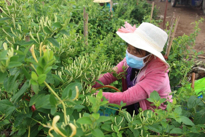 White farming techniques and acre revenues