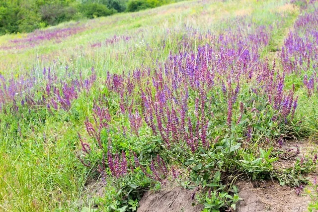 White farming techniques and acre revenues
