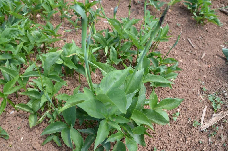 White farming techniques and acre revenues