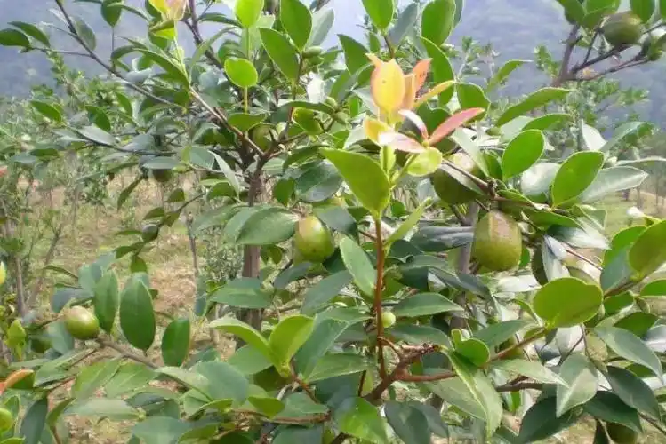 现代农业油茶种植技术