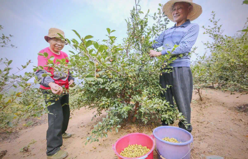 现代农业油茶种植技术