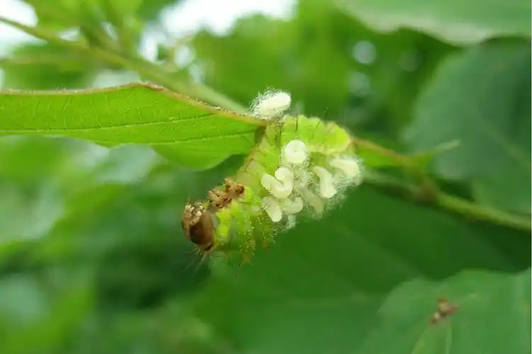 现代农业油茶种植技术