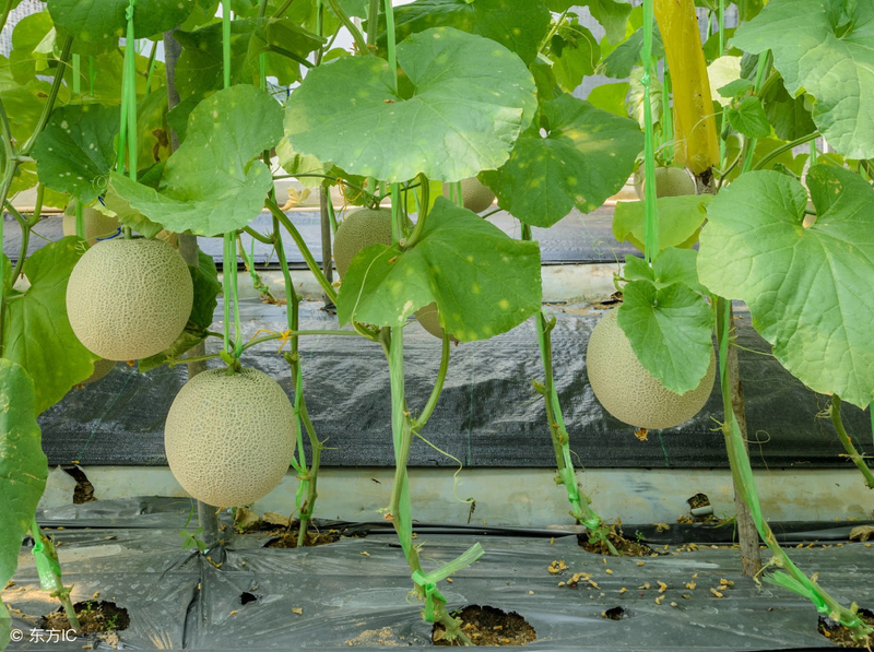 Cucumber cultivation methods