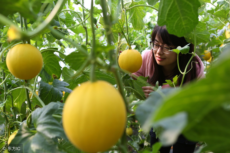 Cucumber cultivation methods