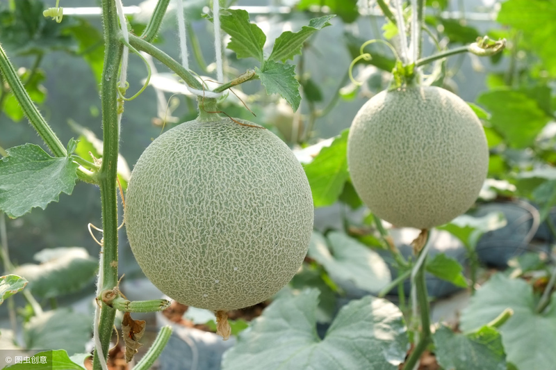 Cucumber cultivation methods