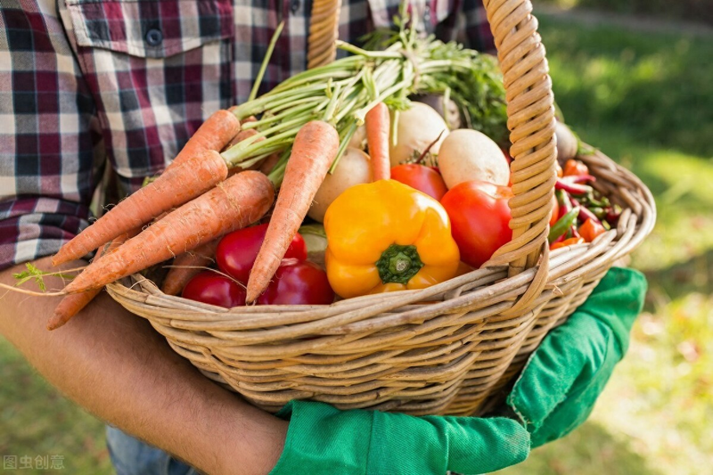 秋冬大棚黄瓜种植技术