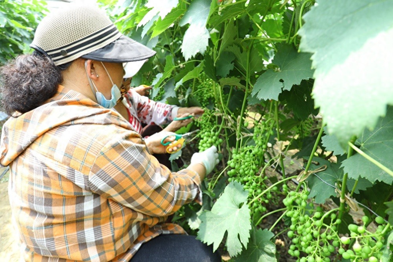 大棚葡萄管护忙，科学疏果助丰收