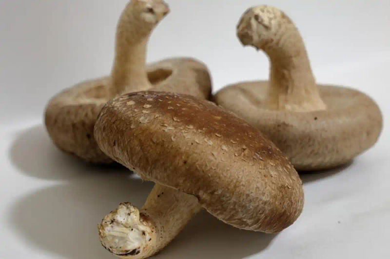 新型的香菇种植技术