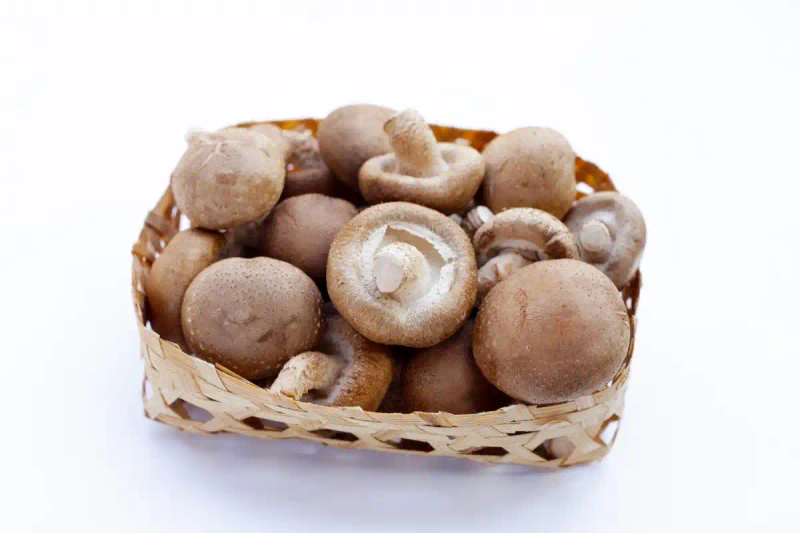 新型的香菇种植技术