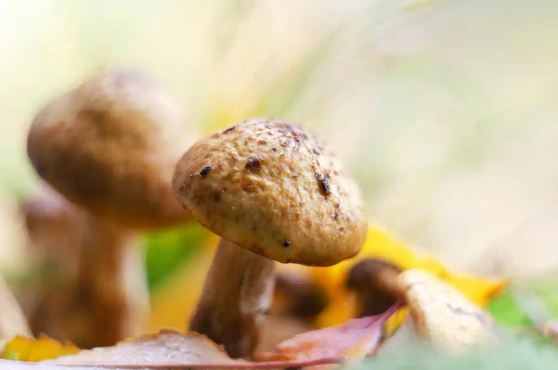 新型的香菇种植技术