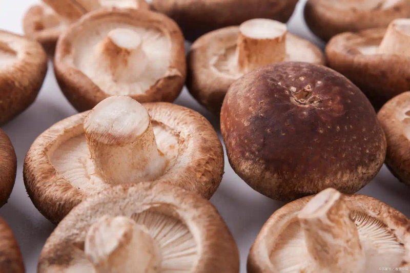 新型的香菇种植技术