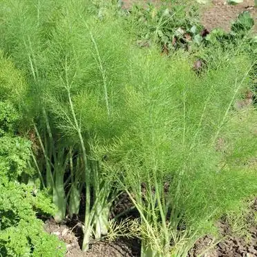 大茴香种植技术和时间