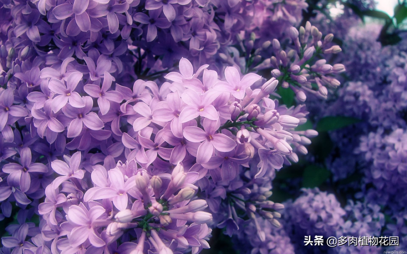 Cucumber cultivation methods