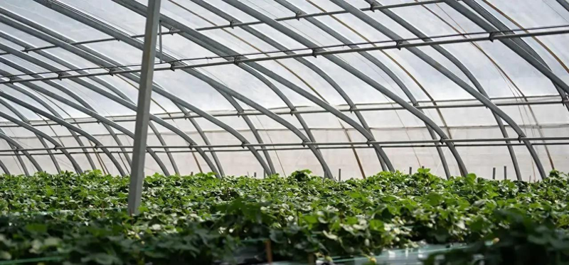 秋冬大棚黄瓜种植技术