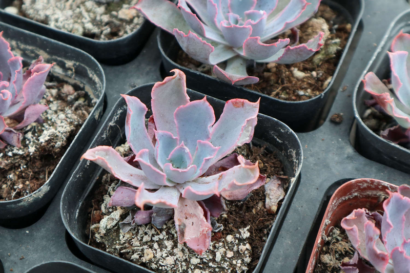 肉肉植物叶片种植方法