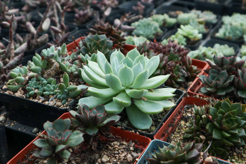 肉肉植物叶片种植方法