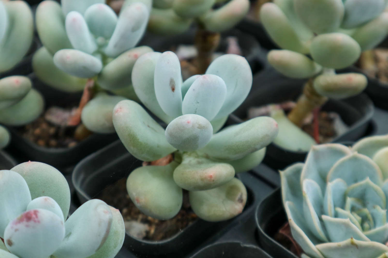 肉肉植物叶片种植方法