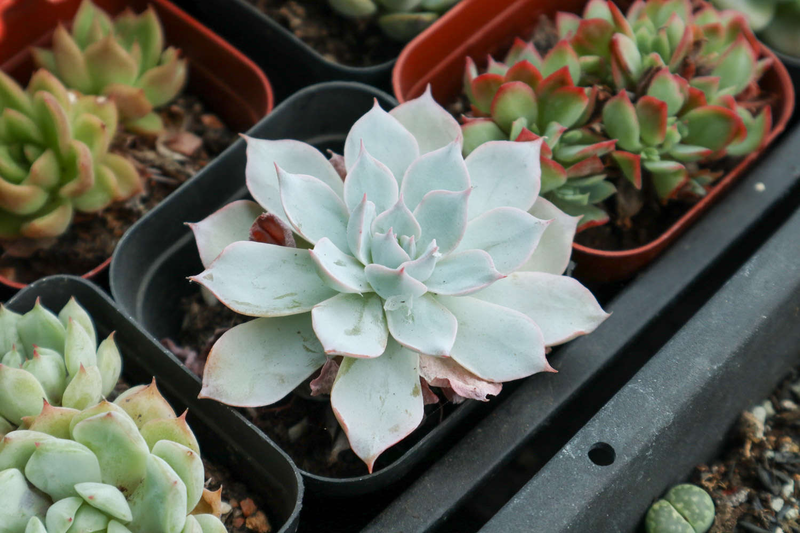 肉肉植物叶片种植方法