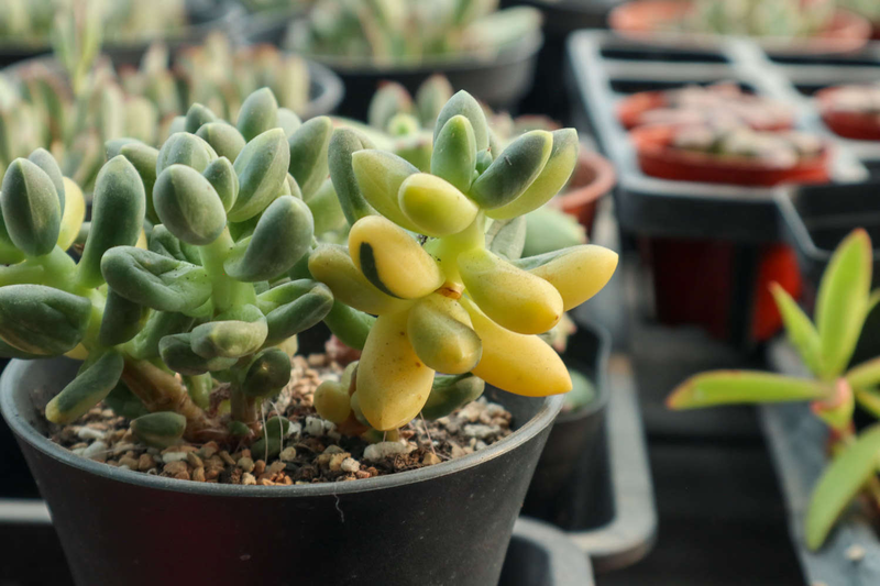 肉肉植物叶片种植方法