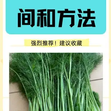 大茴香种植技术和时间