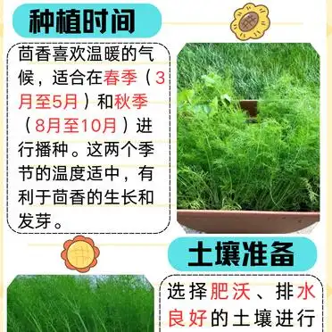 大茴香种植技术和时间