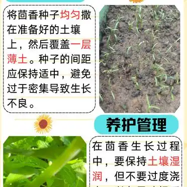 大茴香种植技术和时间