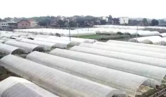 速看！大棚蔬菜注意这六项，轻松应对寒冷冬季！