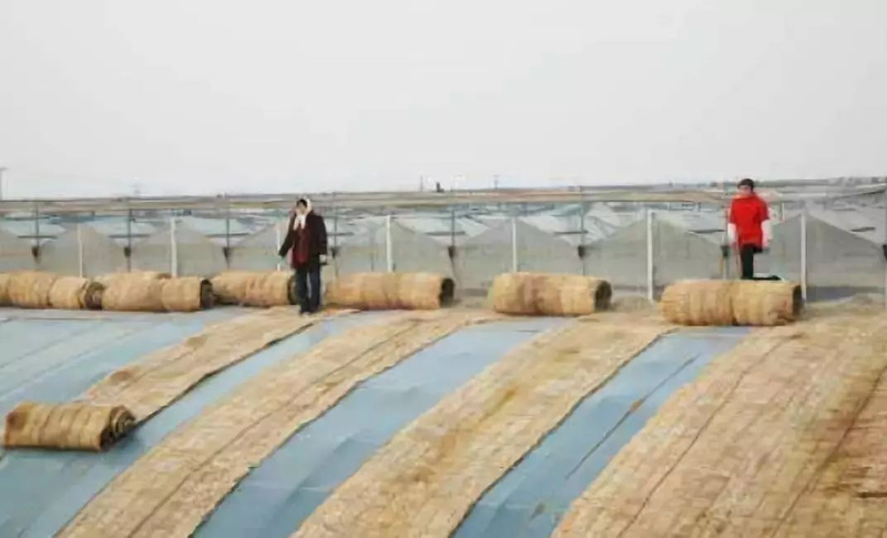 秋冬大棚黄瓜种植技术