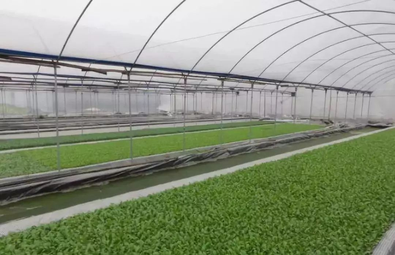 秋冬大棚黄瓜种植技术