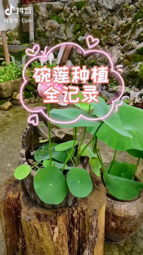 碗莲种植方法
