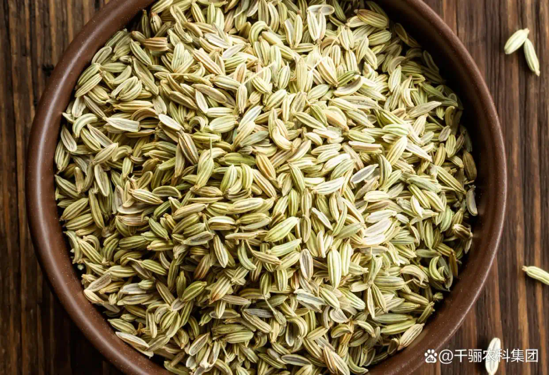 大茴香种植技术和时间