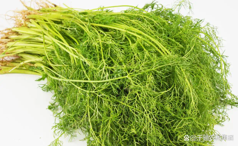 大茴香种植技术和时间