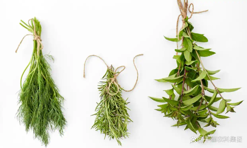 大茴香种植技术和时间