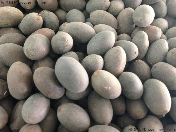 The way to grow a bowl of lotus