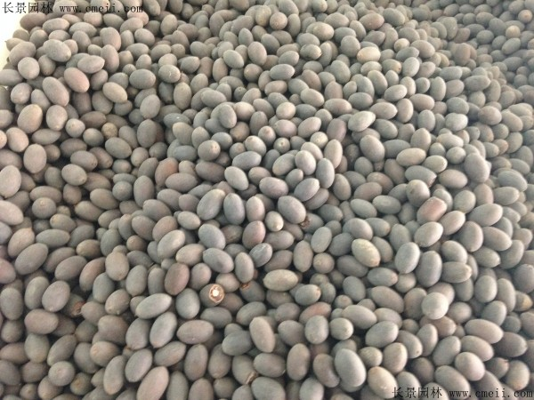 The way to grow a bowl of lotus