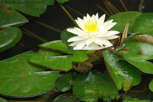The way to grow a bowl of lotus