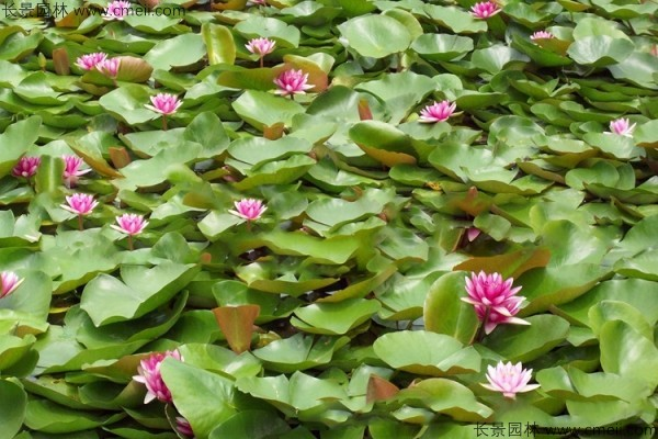 The way to grow a bowl of lotus
