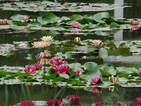 The way to grow a bowl of lotus