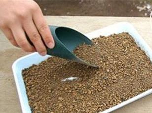 肉肉植物叶片种植方法