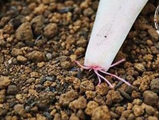 肉肉植物叶片种植方法