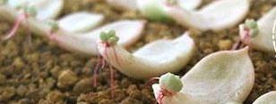 肉肉植物叶片种植方法