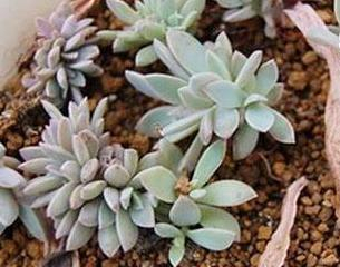 肉肉植物叶片种植方法