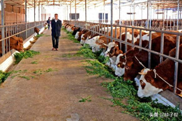 Plantation techniques