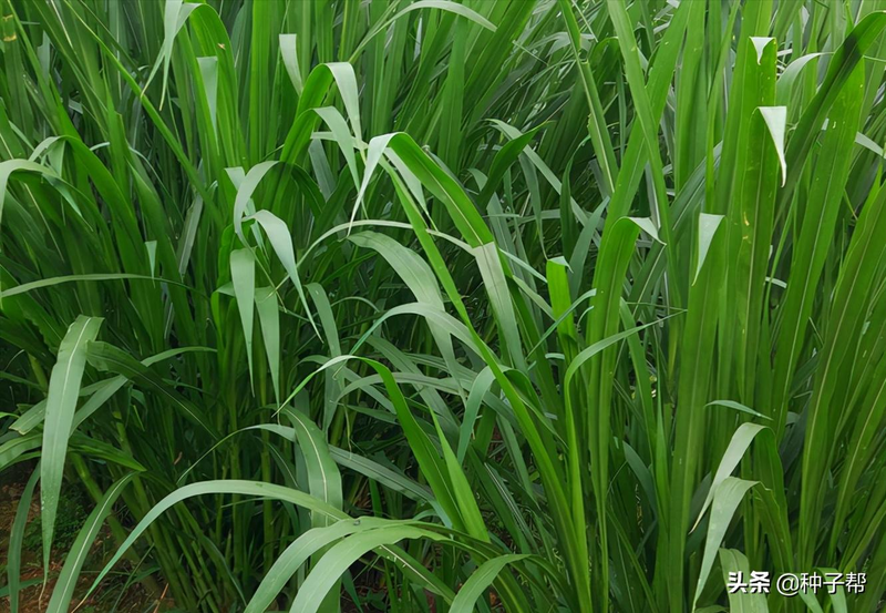 Plantation techniques